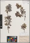 Foto von Salix eleagnos Scop.